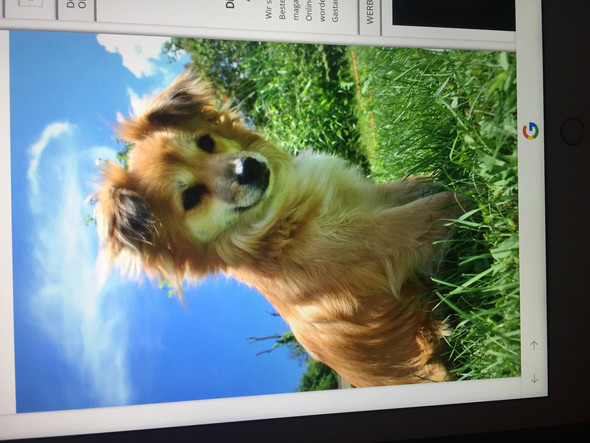- (Tiere, Hund)