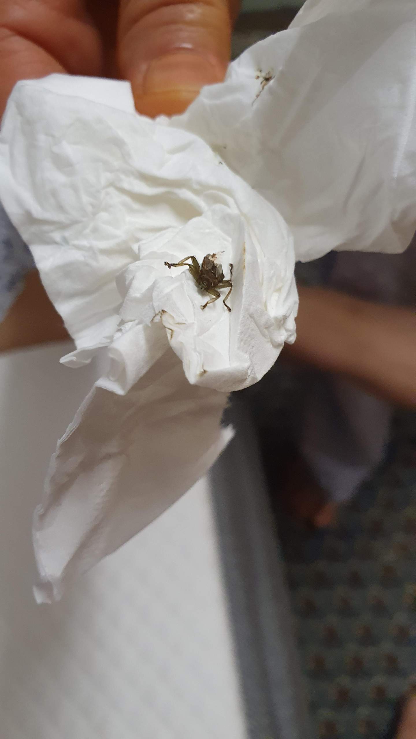 Was ist das für ein Insekt? (Natur, Insekten, Bett)