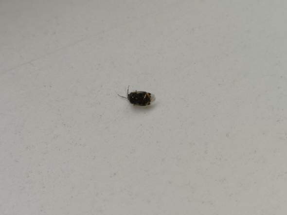 Was ist das für ein Insekt?
