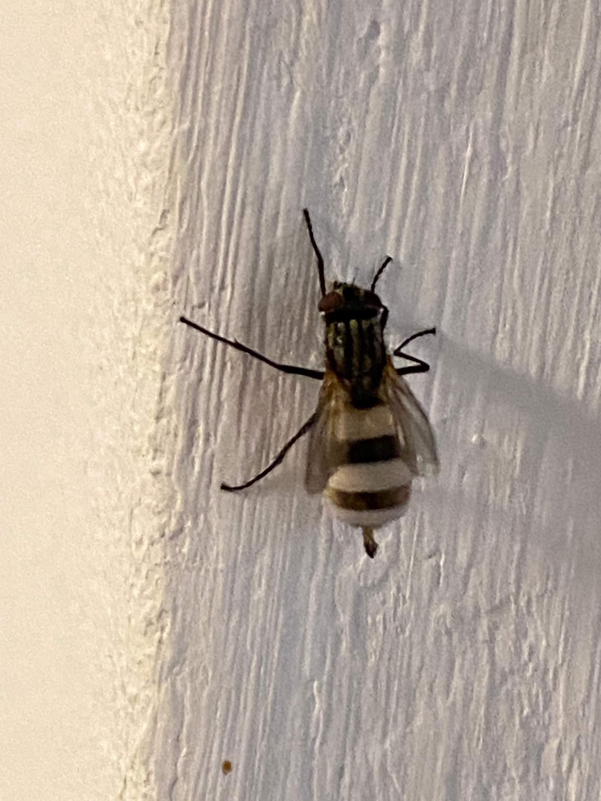 Was ist das für ein Insekt? (Tiere, Insekten, Fliege)