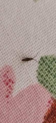 Was ist das für ein Insekt?