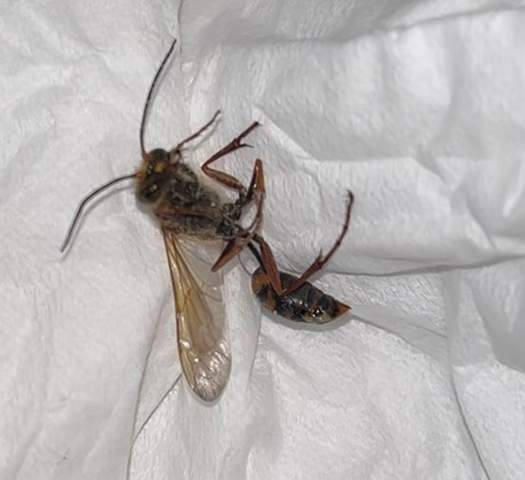 Was ist das für ein Insekt? (Tiere, Insekten, Bienen)