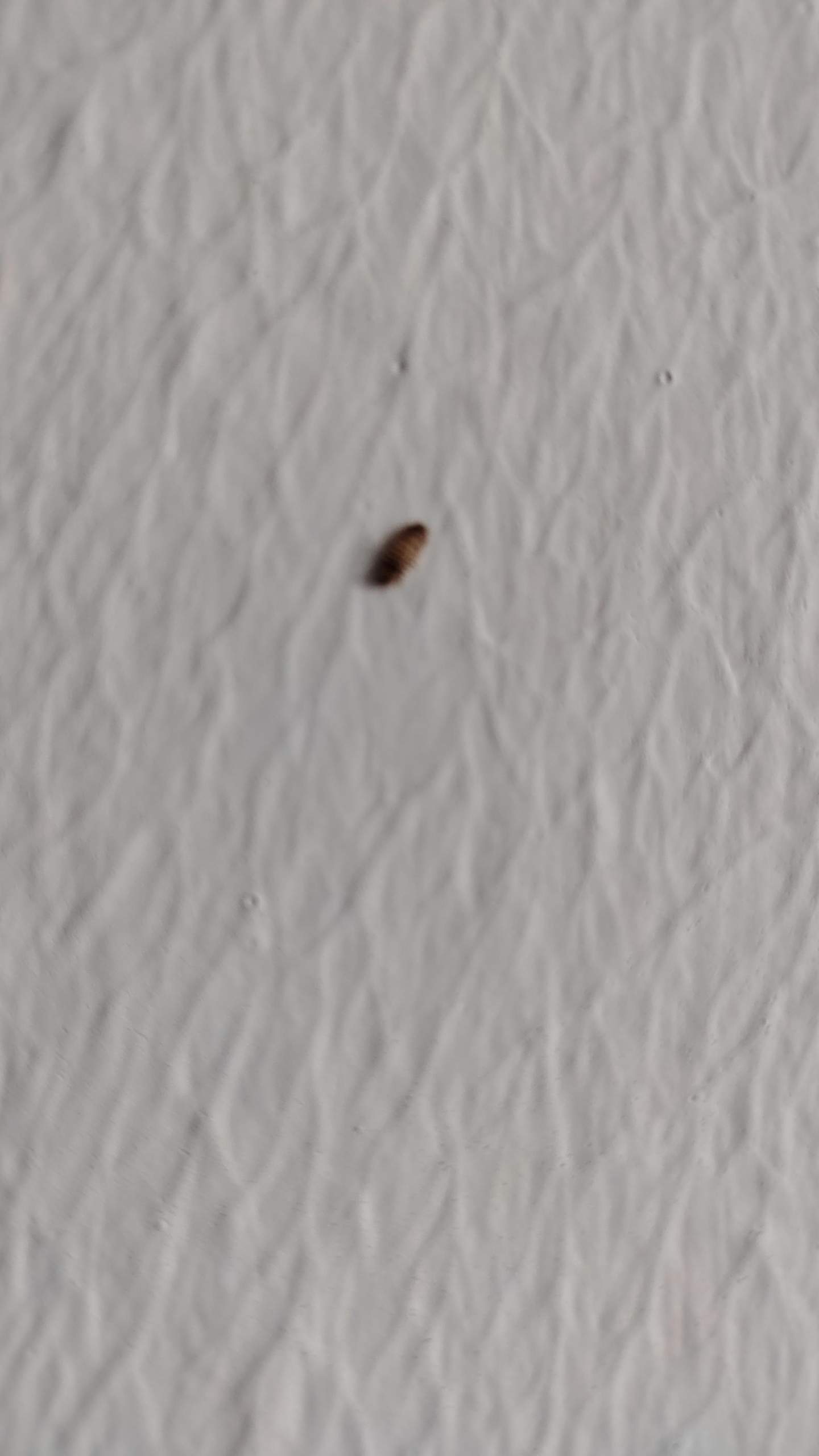 Was ist das für ein Insekt? (Insekten, Schädlinge, Ungeziefer)