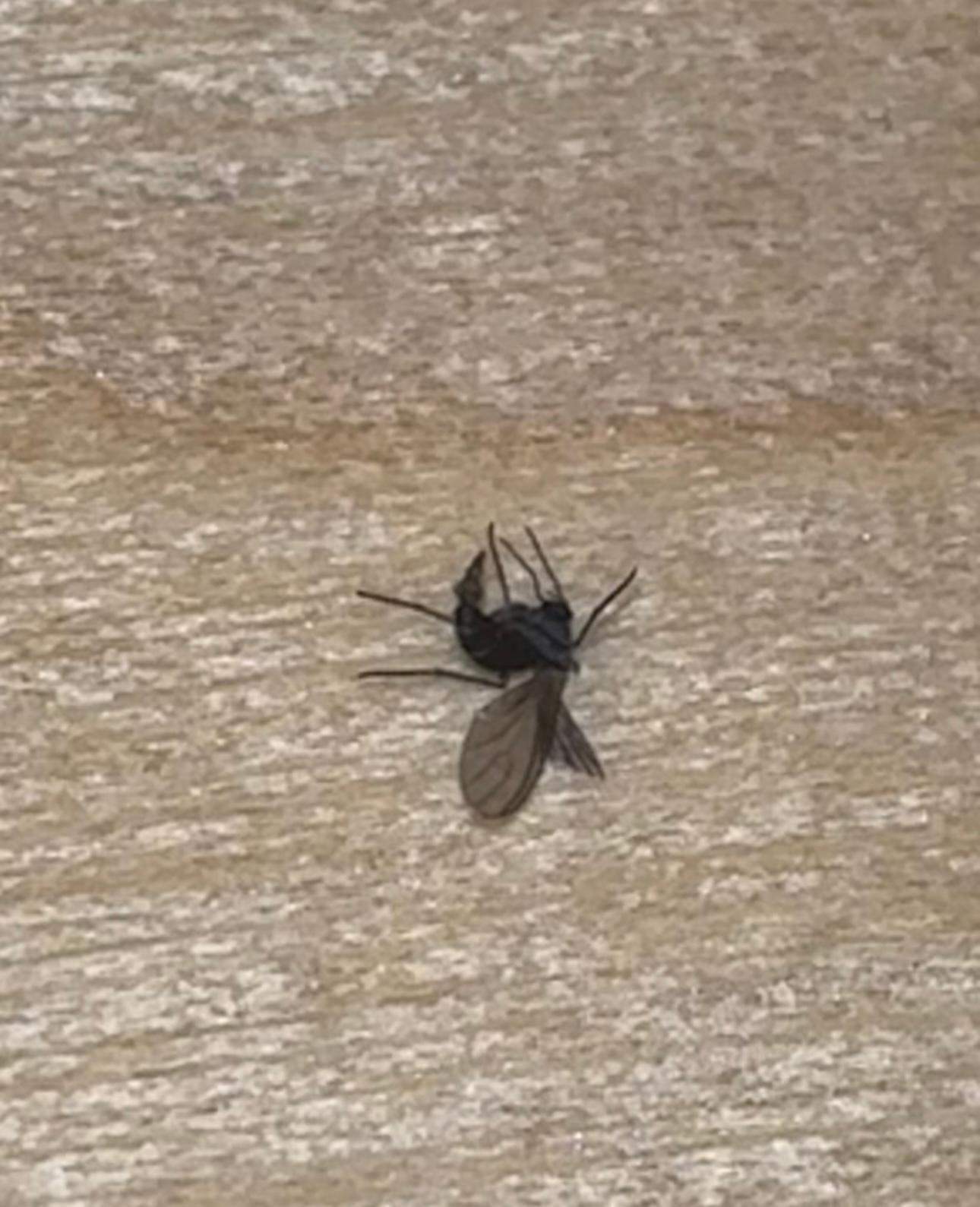 Was ist das für ein Insekt? (Insekten, Mücken, Parasiten)