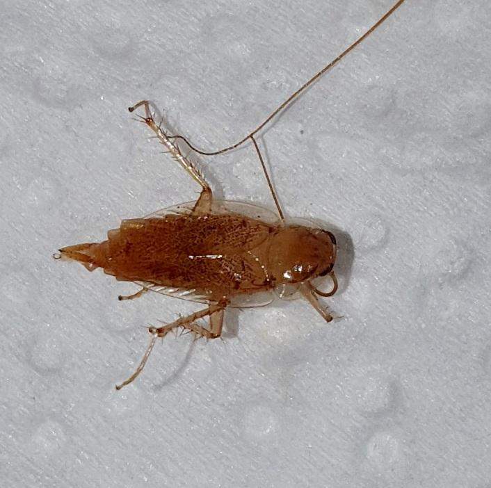 Was ist das für ein Insekt? (Insekten, Insektenbestimmung)