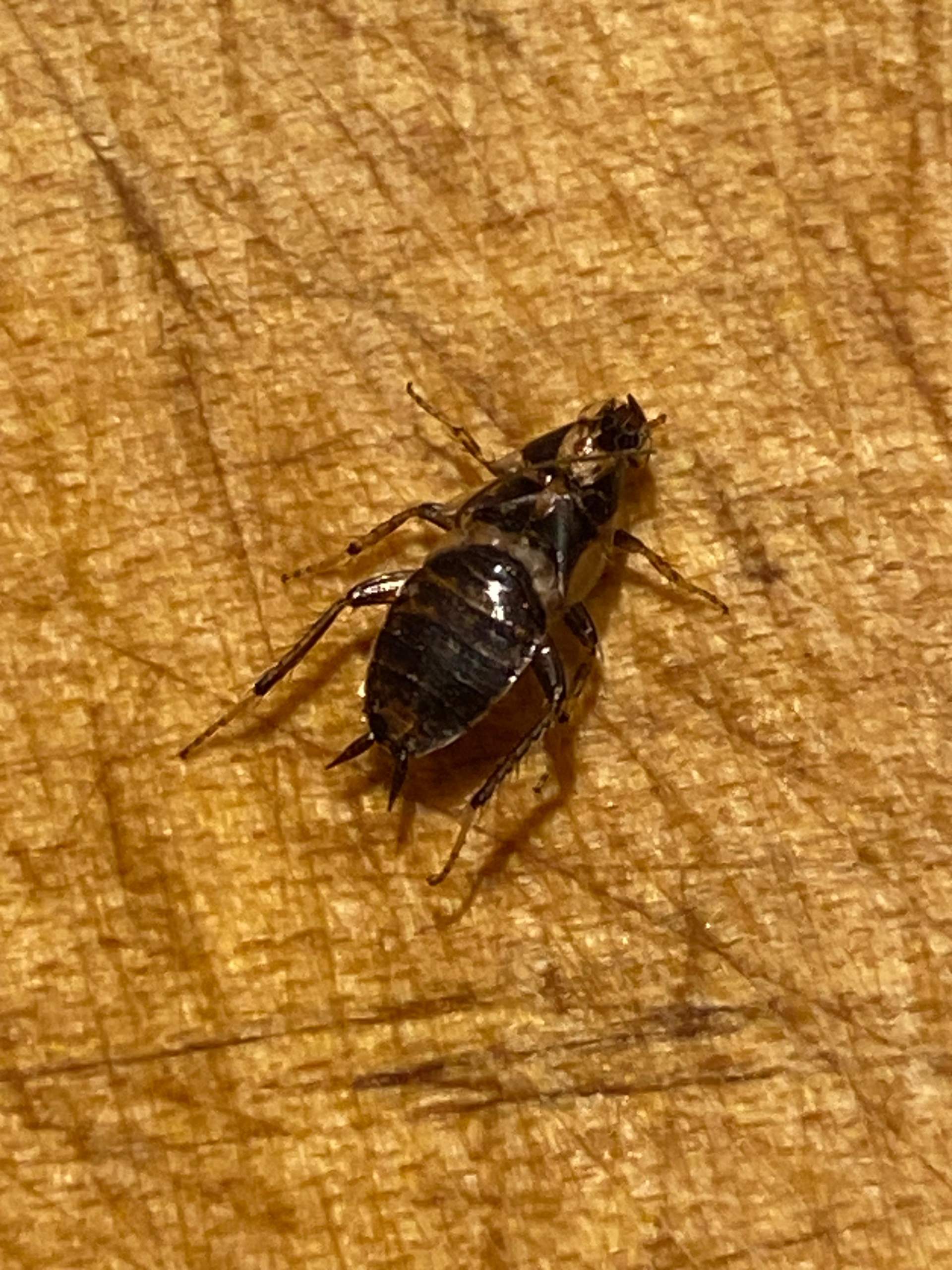 Was ist das für ein insekt? (Insekten, Ungeziefer, Insektenbestimmung)