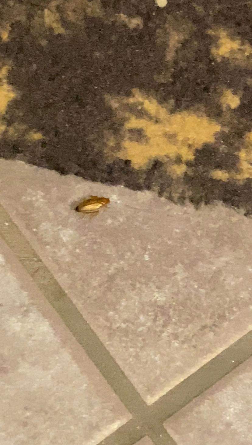 Was ist das Für ein Insekt? (Insekten, Schädlinge, Ungeziefer)