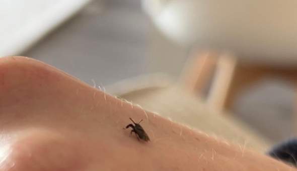 Was ist das für ein Insekt? (Insekten, Käfer, Insektenbestimmung)