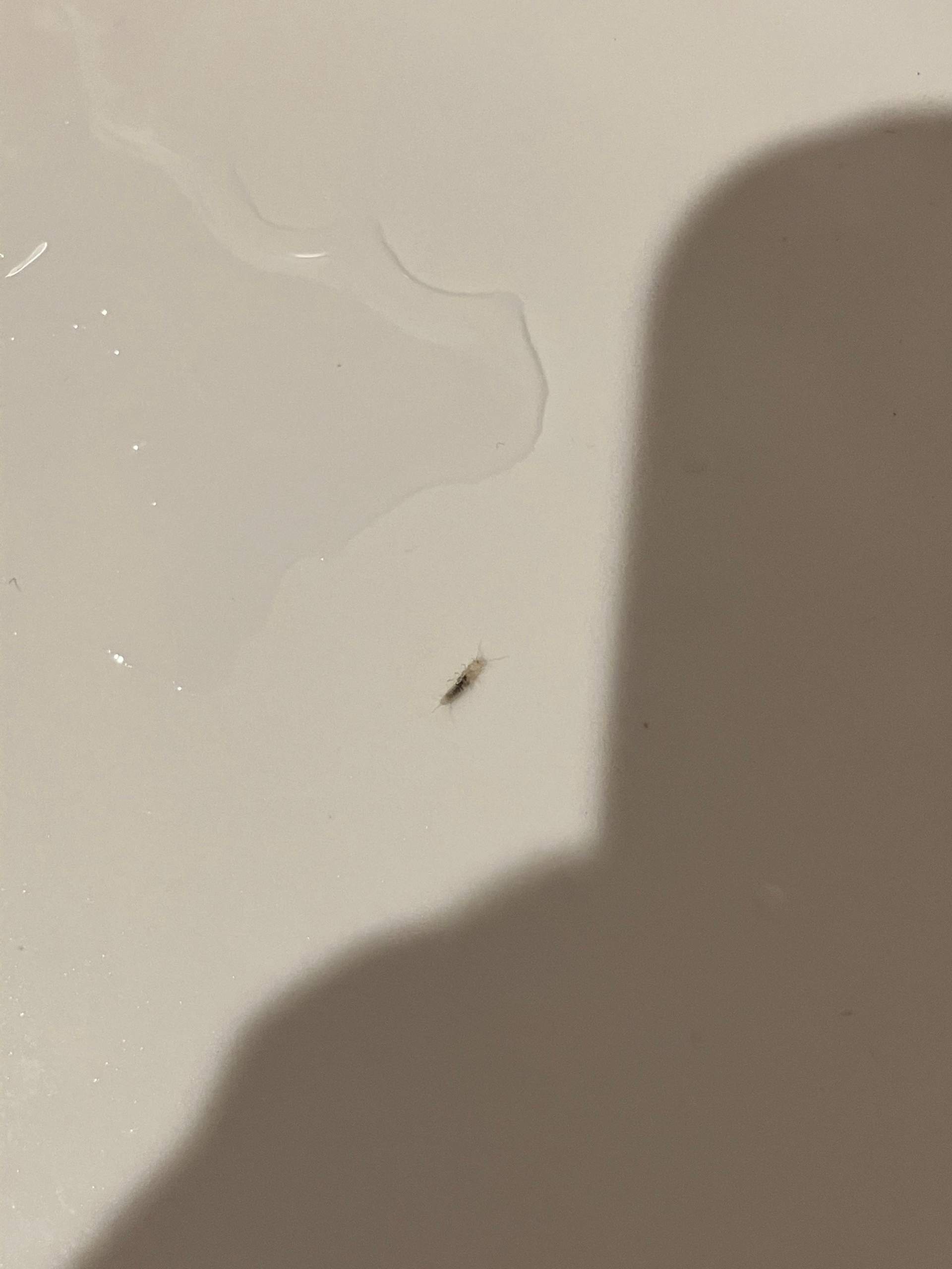 Was ist das für ein Insekt? (Insekten, Insektenbestimmung)