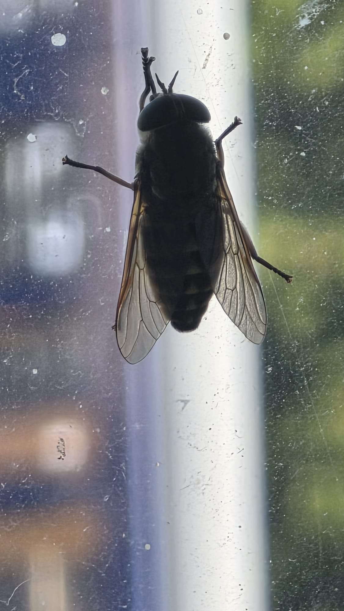 Was ist das für ein Insekt? (Insekten, Schädlinge, Ungeziefer)