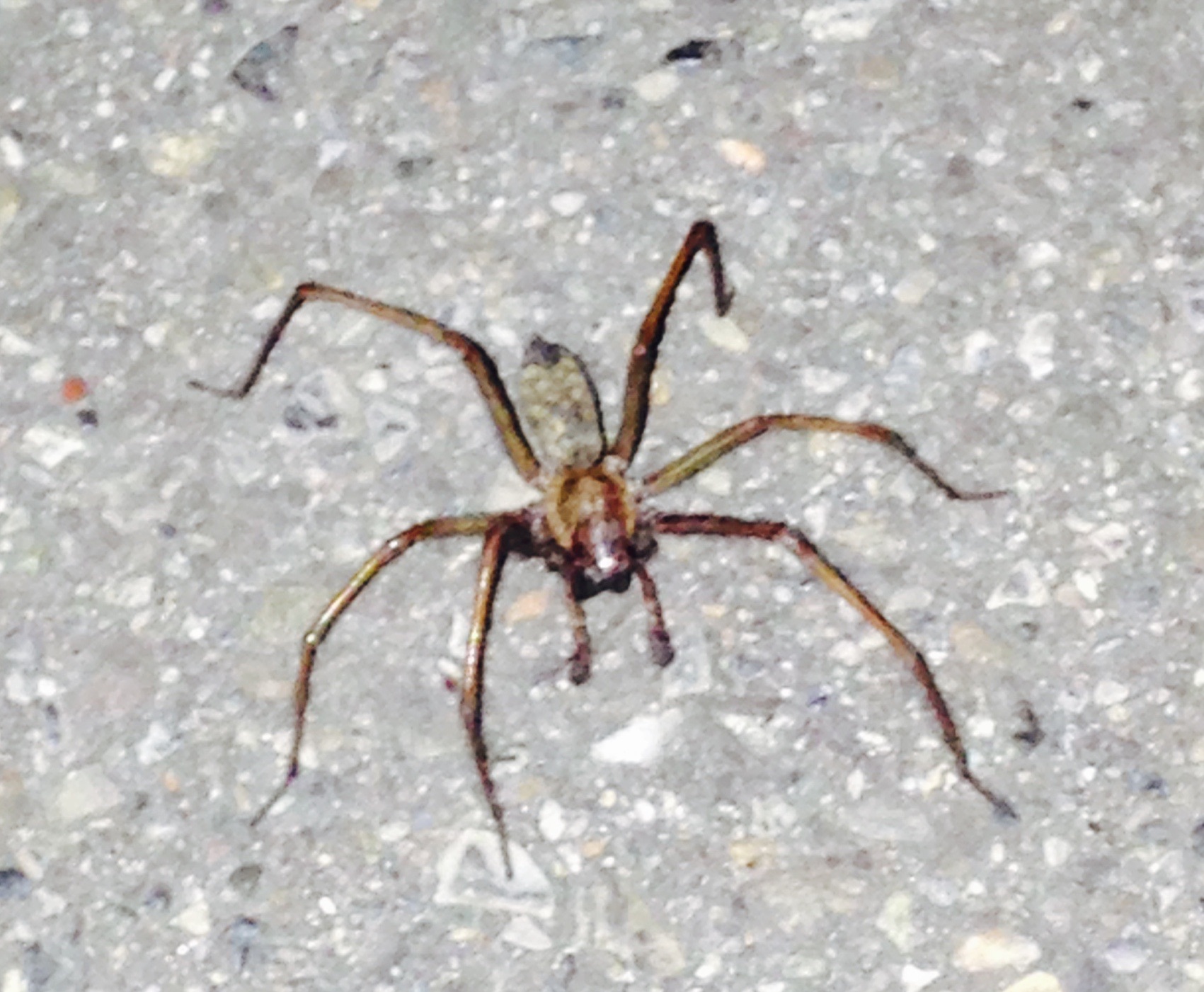 Was ist das für ein Insekt? 6 Beinige Spinne (Insekten, Spinnen)
