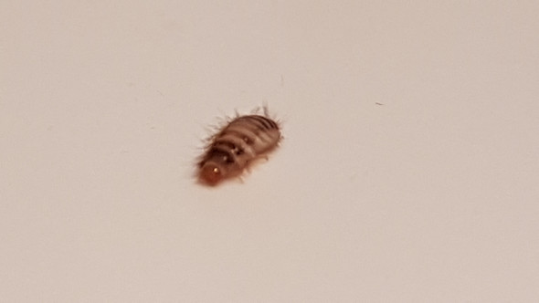 Bild 2 - (Tiere, Insekten)