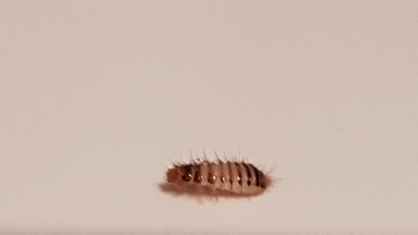 Bild 3 - (Tiere, Insekten)