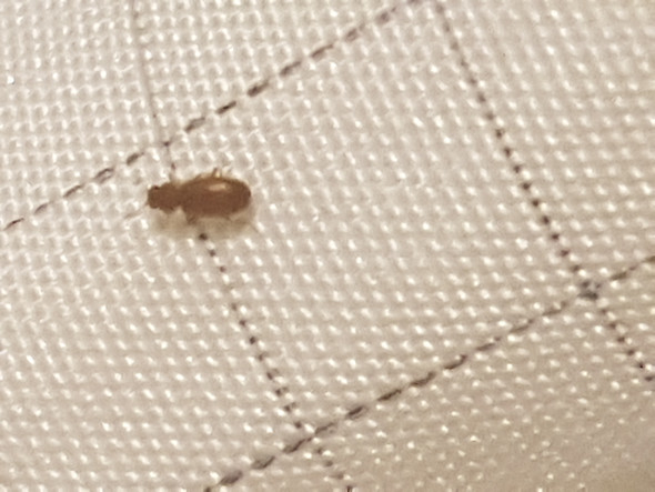 Welches Insekt Ist Auf Demm Bett Insekten Kafer