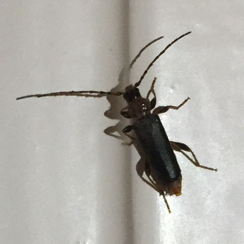 Was ist das für ein Insekt bei uns in der Wohnung? (Tiere, Insekten, Schädlinge)