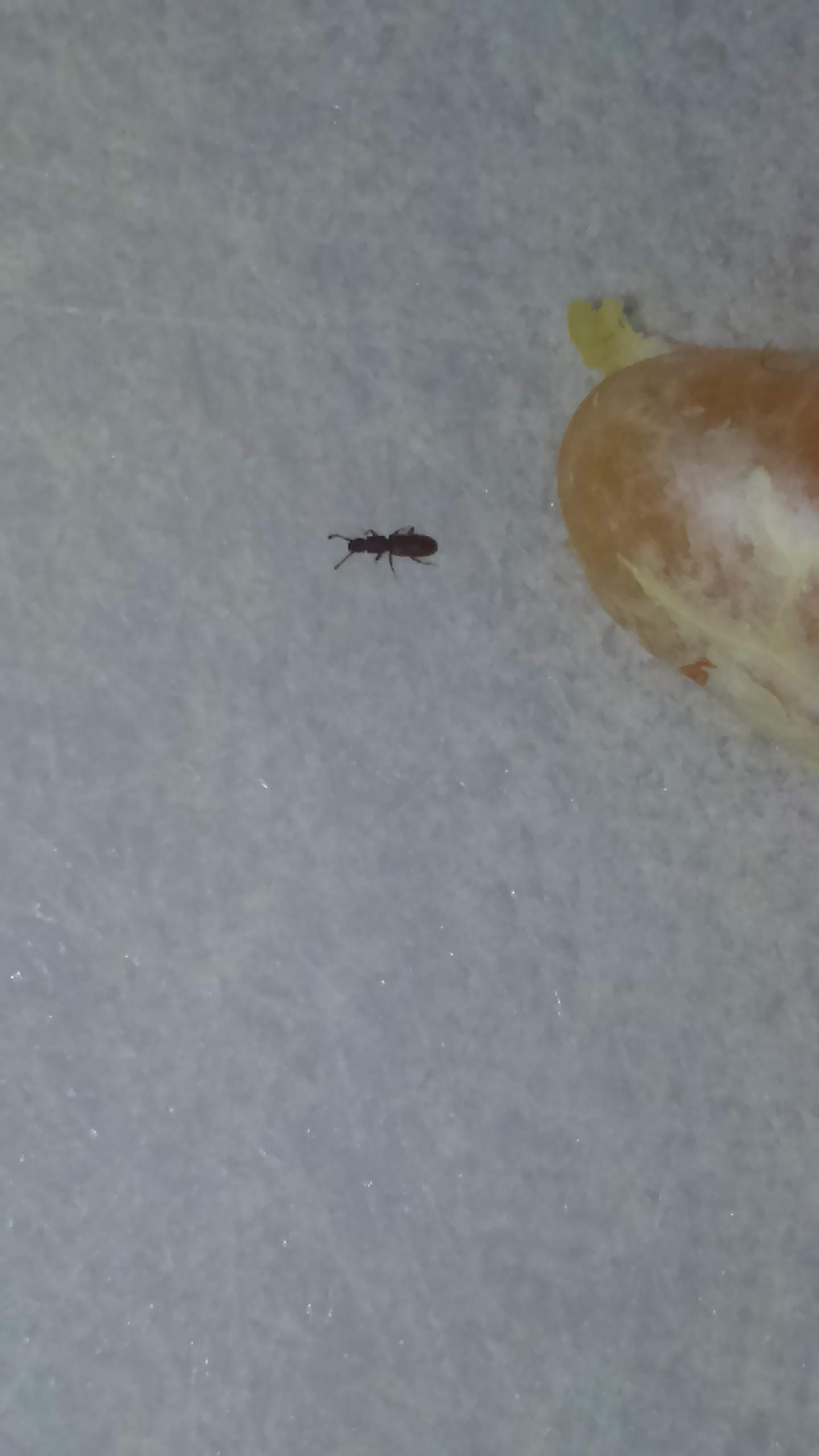 Was ist das für ein Insekt Bettwanze? (Insekten, beißen)
