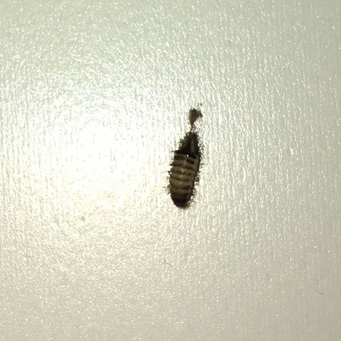 Es ist etwa 3-5 mm groß, bisschen pelzig und hat kleine Streifen  - (Tiere, Insekten, eklig)