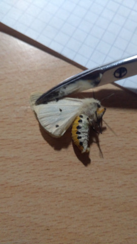 Was ist das für ein Insekt das gerade durch mein Zimmer flog?