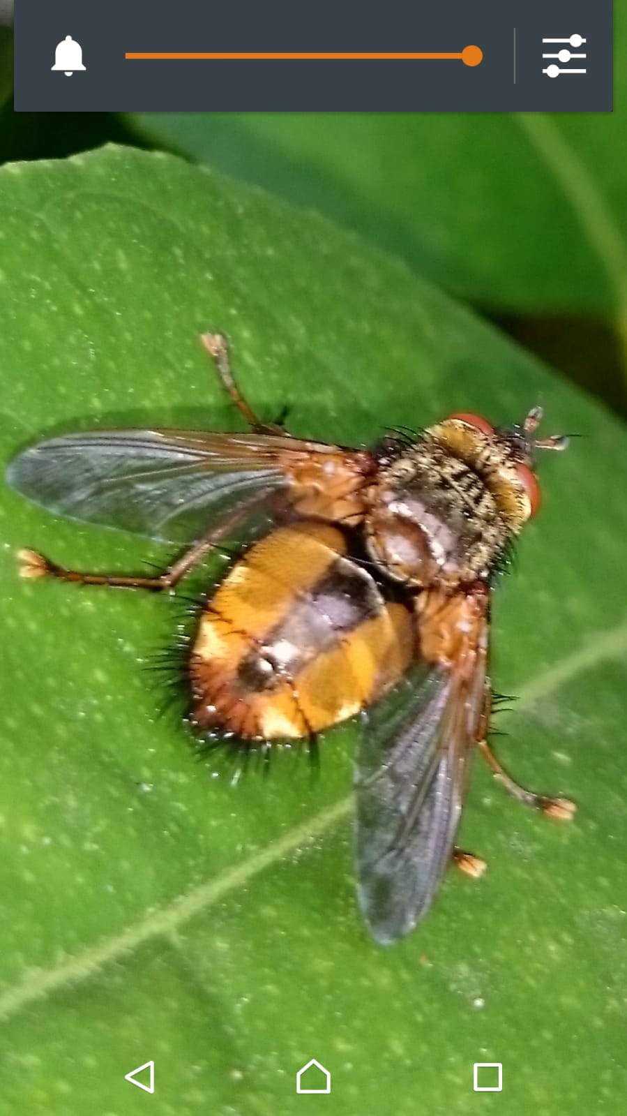 Was ist das für ein Insekt? Hab diesen Im Garten gesichtet