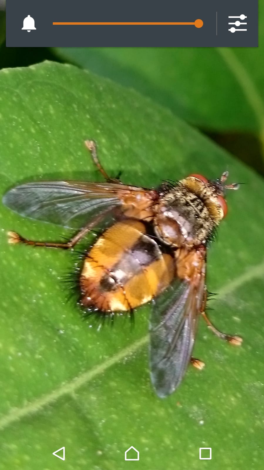 Was ist das für ein Insekt? Hab diesen Im Garten gesichtet