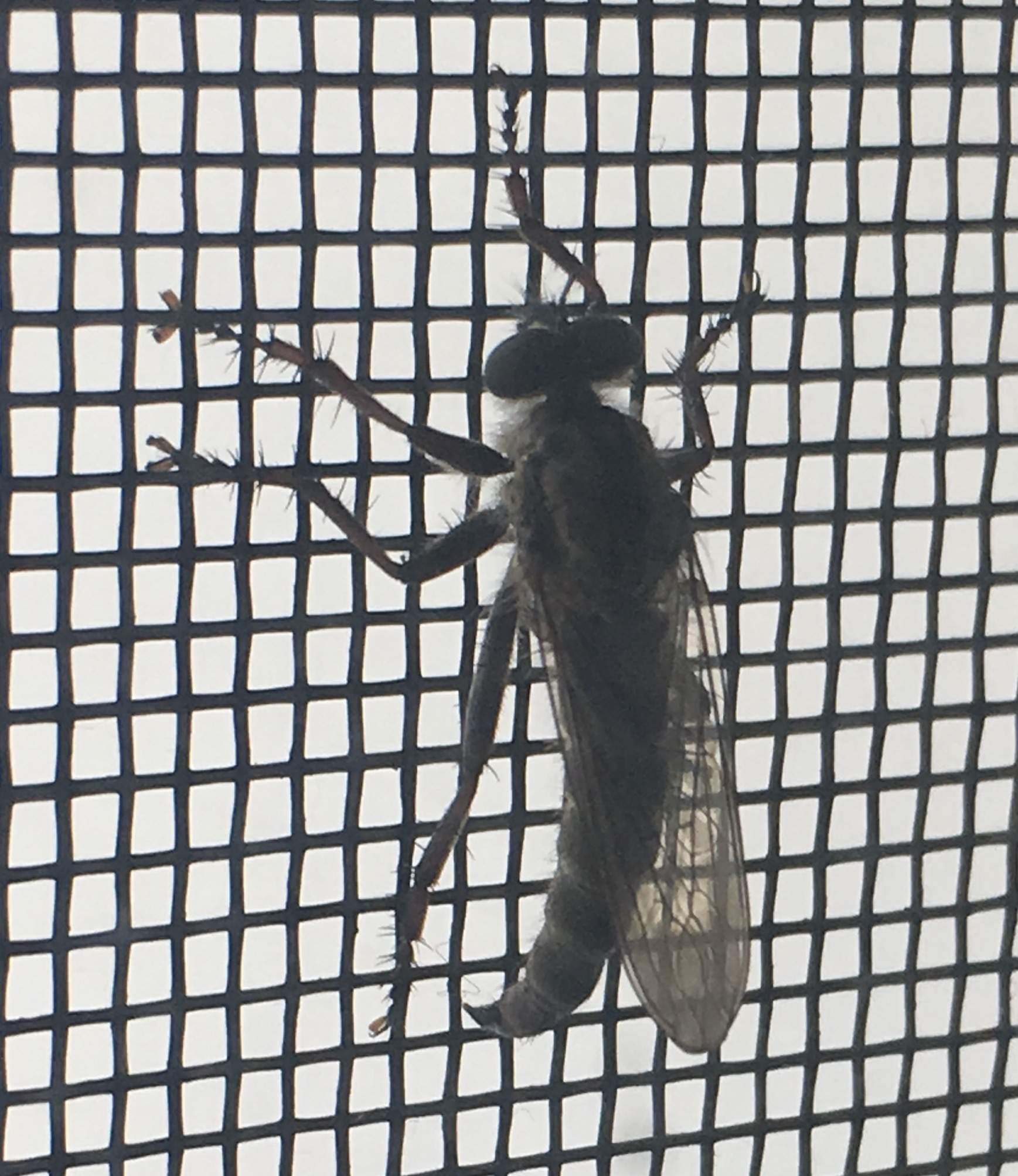 Was ist das für ein Insekt? Hat einen riesen Stachel? (Insekten)