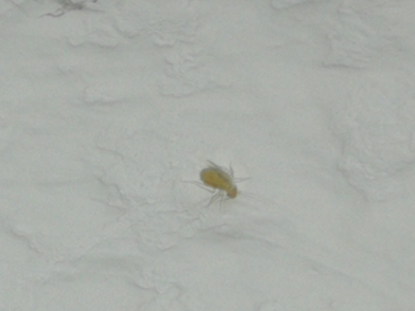 Was Ist Das Fur Ein Insekt Im Badezimmer Insekten Kafer