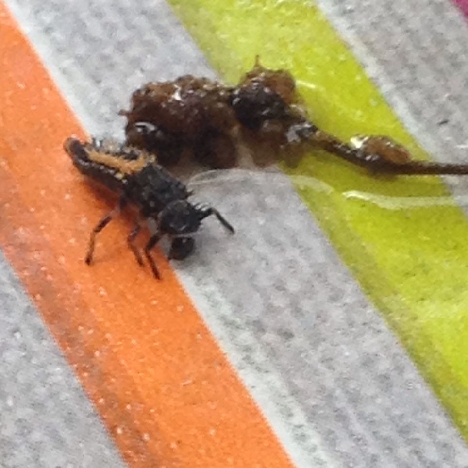 Was ist das für ein Insekt im Garten ist das ein