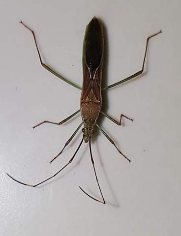 Was ist das für ein Insekt, in Bangladesch fotografiert?