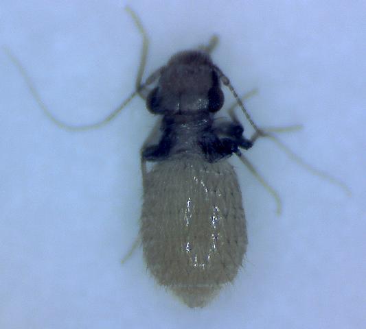 Insekt in Walnuss, verm. ein weniger weit entwickeltes Exemplar - (Insekten, Schädlinge, Nüsse)