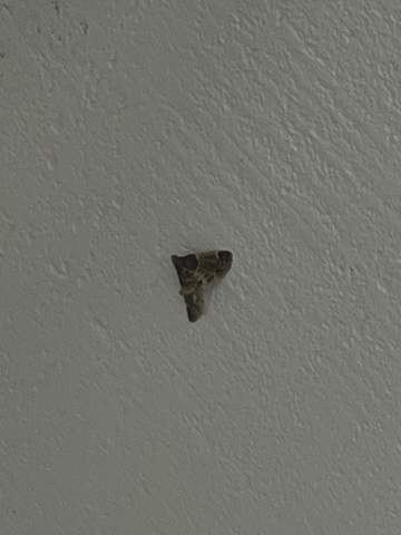 Was ist das für ein Insekt in meinem Schlafzimmer?