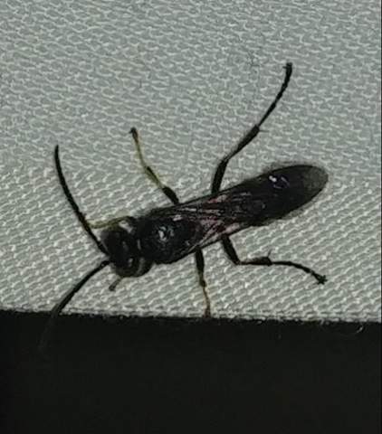 Was ist das für ein Insekt in meinem Wohnzimmer?