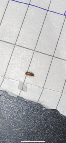 Was ist das für ein Insekt in meinem Zimmer?