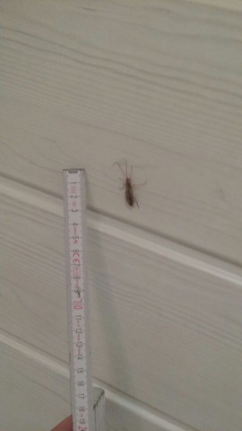 Hier sieht man wie groß es ist - (Biologie, Insekten)