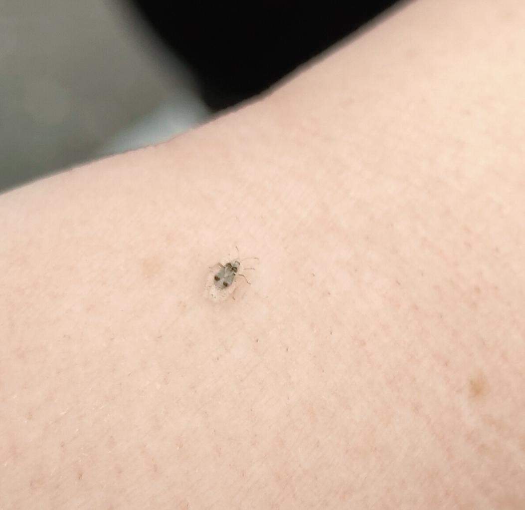 Was ist das für ein Insekt mit Flügeln ? (Insekten, Insektenbestimmung