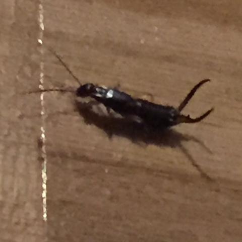 Was Ist Das Fur Ein Insekt Ohrenkneifer Ahnlich Gesundheit Tiere Insekten