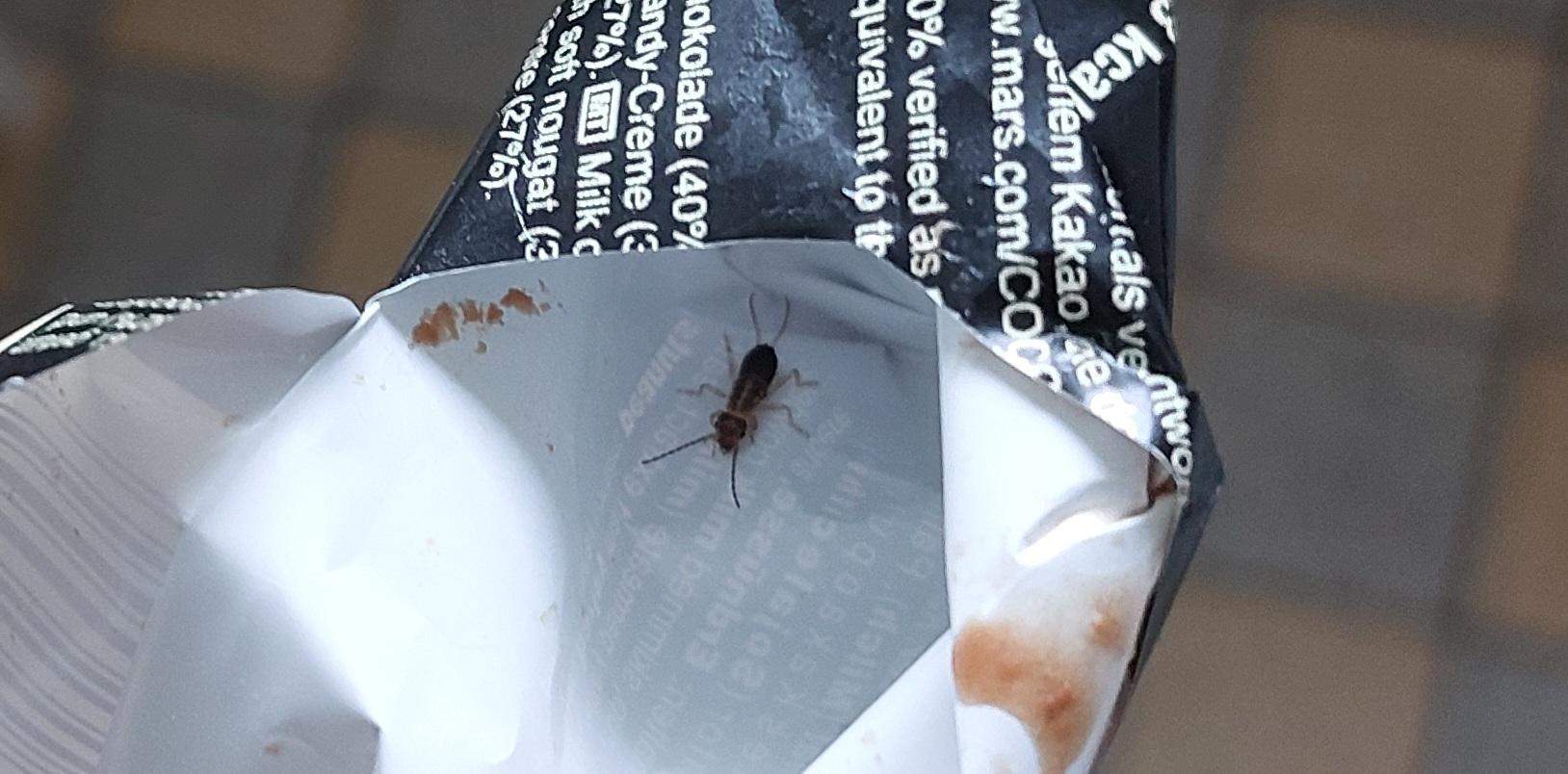 Was ist das für ein Insekt? Schädling? (Insekten, Schädlinge, Ungeziefer)