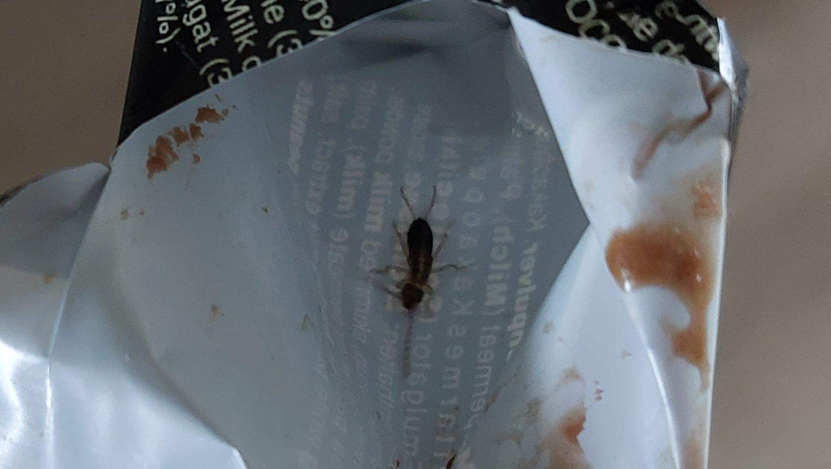 Was ist das für ein Insekt? Schädling? (Insekten, Schädlinge, Ungeziefer)