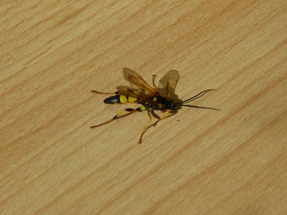 Insekt 2 - (Insekten, Wespen)
