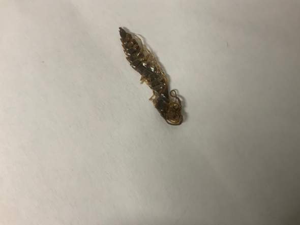 Was ist das für ein Insekt und warum war es in meiner bettdecke?