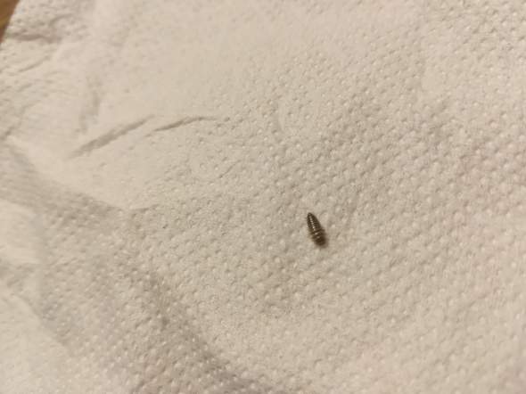 Was ist das für ein Insekt und wie kriege ich sie weg?