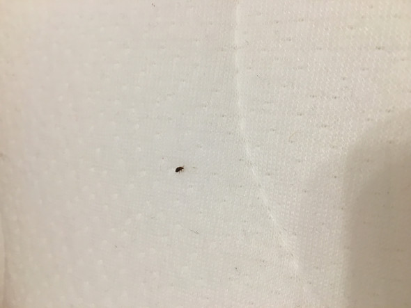 Bettwanzen Ratgeber & Forum Gutefrage Bettwanzen Ratgeber & Forum Gutefrage