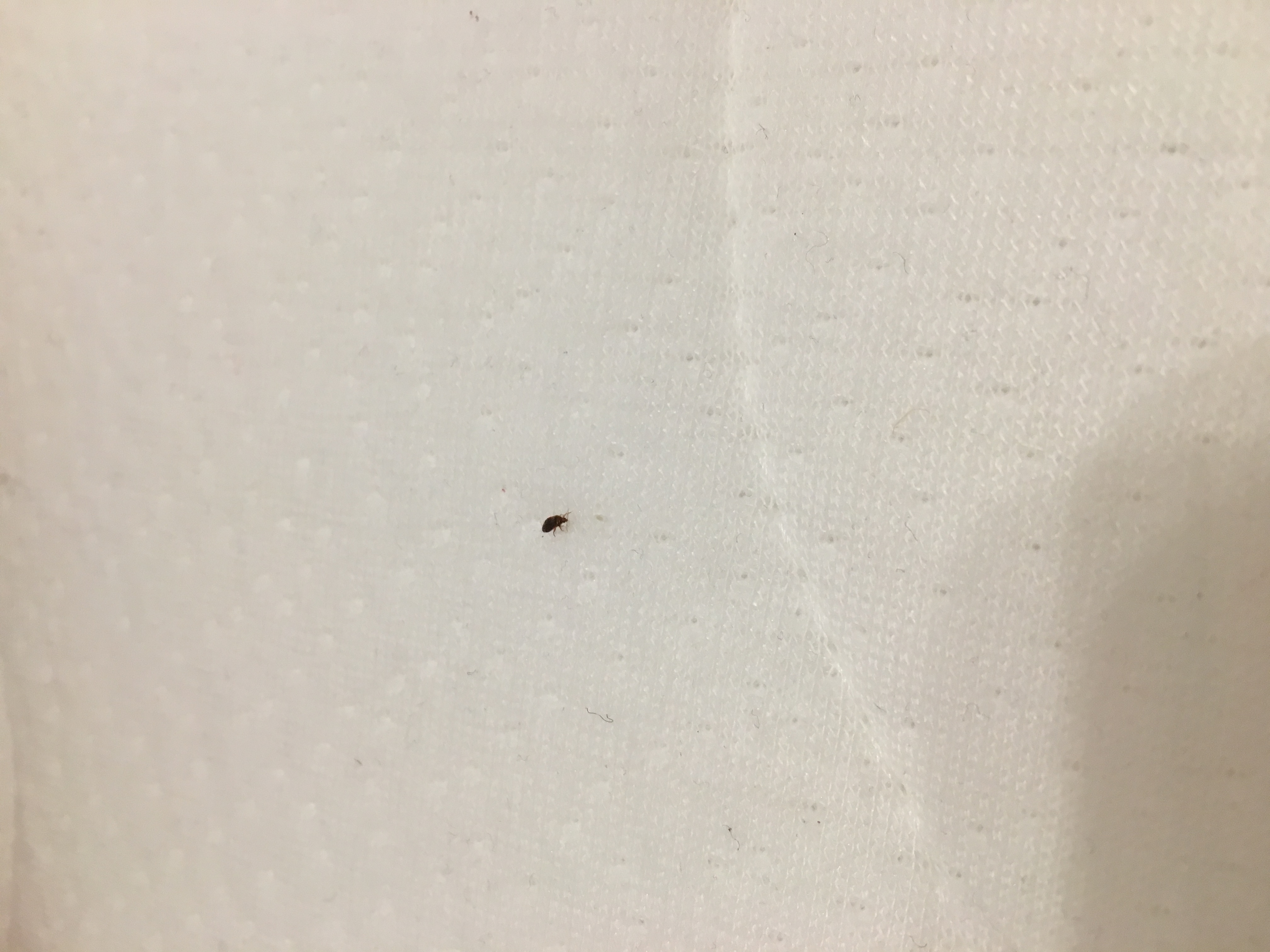 Was ist das für ein Insekt/ Ungeziefer? (Insekten