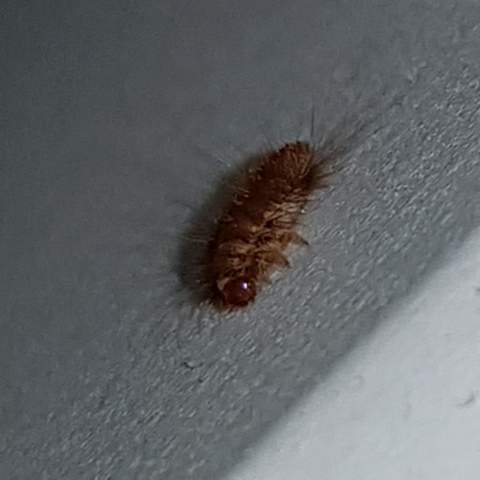 Was Ist Das Fur Ein Insekt Unter Meinem Bett Und Wie Werde Ich Es
