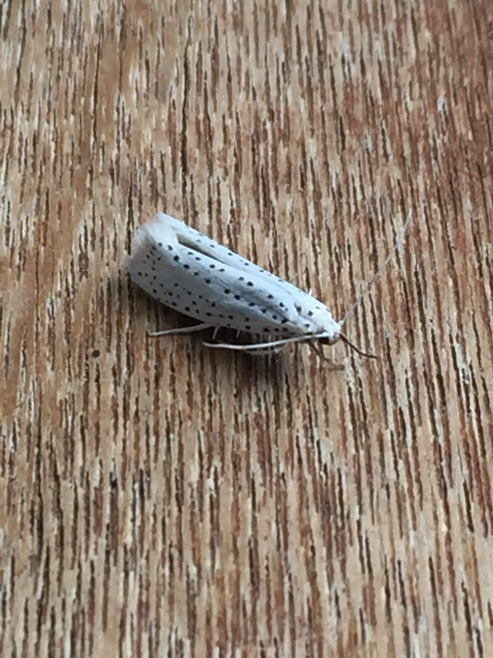 Was ist das für ein Insekt (weiß mit schwarzen Punkten? (Tiere, Insekten)