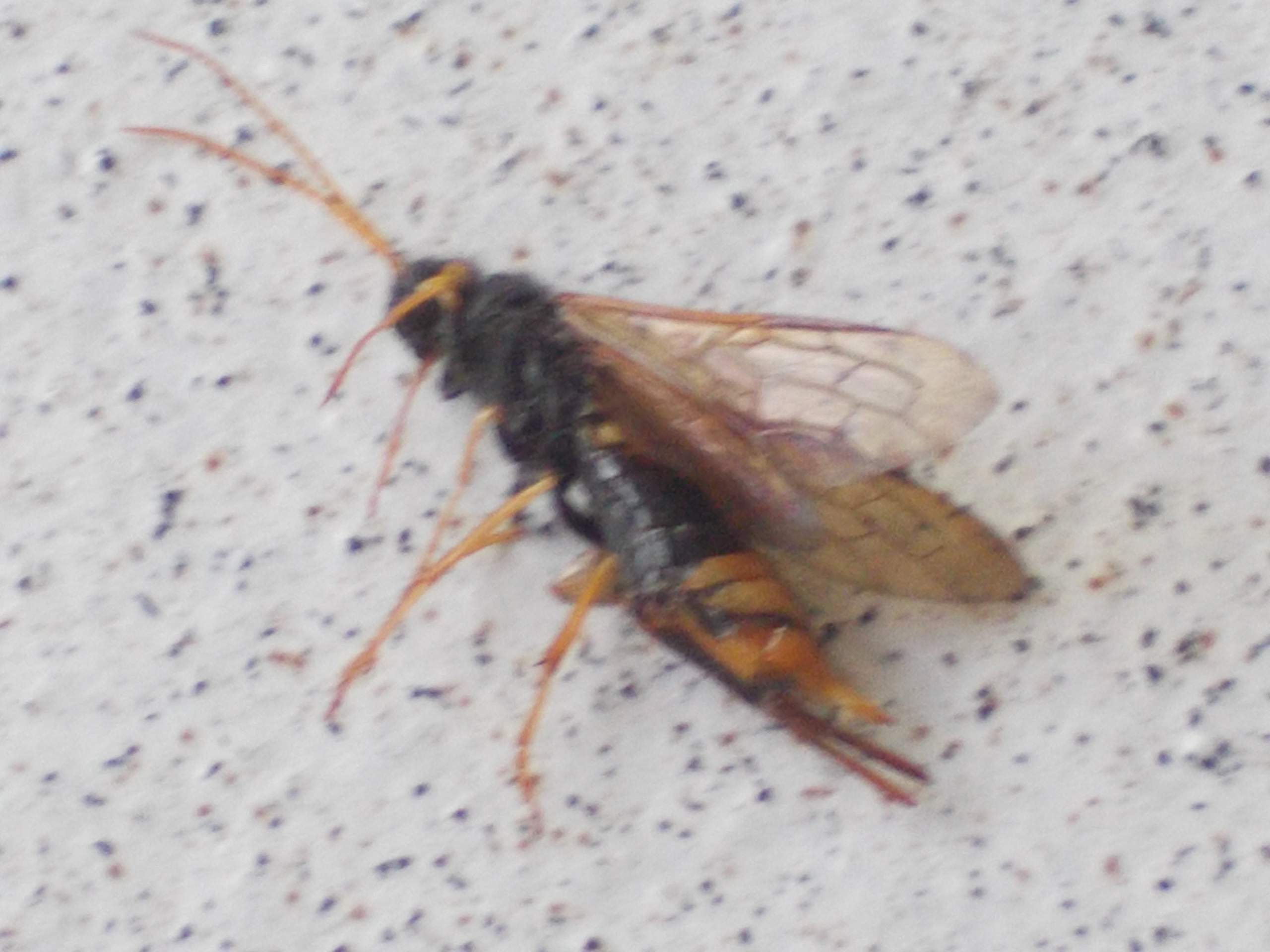 Was ist das für ein Insekt? Wespenart? (Insekten, Wespen)