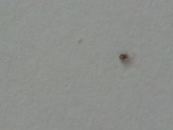 Was Ist Das Fur Ein Insekt Bettwanze Milbe Insekten Milben