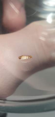Was Ist Das Fur Ein Insekt Larve In Meinem Bett Insekten Kafer Parasiten