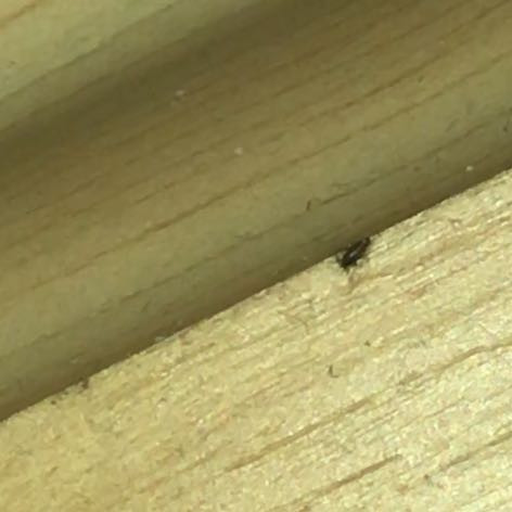 Was Ist Das Fur Ein Insekt Larve Ist Das Eine Bettlarve Oder Sind