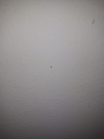 - (Biologie, Insekten, Schädlinge)