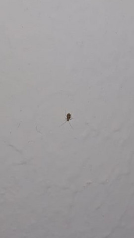 - (Biologie, Insekten, Schädlinge)